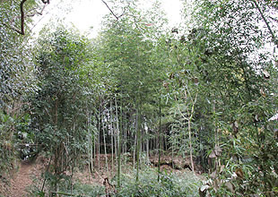 自宅裏に竹林がある。竹は腐りにくいので処分に困っていた。