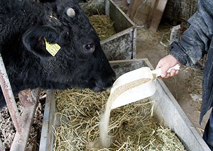 胃腸薬の代わりとして牛に竹チップを与えています。下痢予防です。